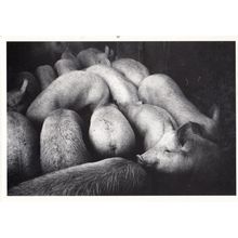 Courtepin Farming Pig Pen Pigs Cattle to Slaughter Switzerland Swiss Postcard