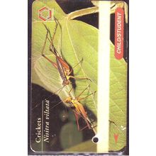Nisitra Viltata Crickets S'pore TransitLink Train/Bus Card
