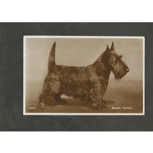 Postcard Dog Scottish Terrier 1930s