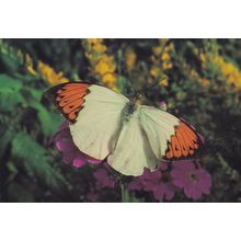 Great Orange Tip Fairbourne Welsh Butterfly Zoo Safari Park Postcard