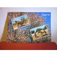 DONKEY AND HORSE, ALGARVE, PORTUGAL used postcard =