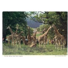 THE GIRAFFES AT LONGLEAT, Warminster WILTSHIRE vintage unused postcard J. Hinde=