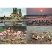 Directors House Bird Wildfowl Trust Slimbridge Gloucs 4x Postcard
