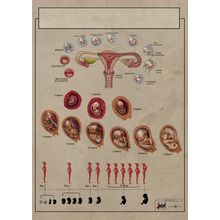 ointogeneza2 Poster Canvas Movie Film Print A0 A1 A2 A3 A4 A5 A6 Art Wall Decora