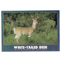 WHITE-TAILED DEER, Michigan Wildlife unused postcard vgc deer animals =