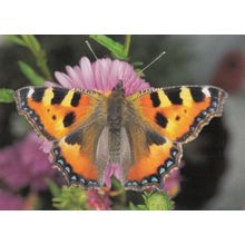 Aglais Urticae Butterfly Butterflies Postcard