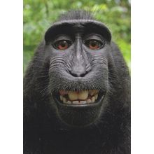 Funny Face Monkey Witzigger Affe Ape Comic German Animal Postcard