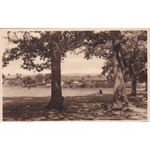 ED 483 NOMANSLAND, NEW FOREST. PRINTED POSTCARD