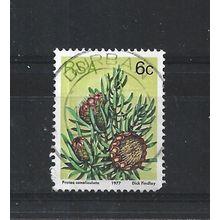 SouthAfrica.SG419 6c Protea Canaliculata.Fine Used.Sep25m