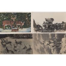 New Zealand Red Deer Mountain Goat 4x Old Postcard s