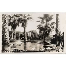 Swans Bird at Plaza Slava Chile Beautiful Old Real Photo Postcard