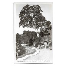 Postcard Australia Victoria road to chalet Mount Buffalo Rose Series 1950s RPPC
