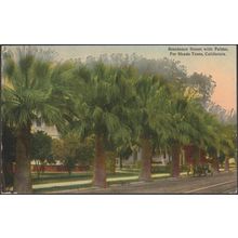 Residence Street with Palms for Shade Trees, California, c.1910 - Woolworth PC