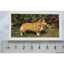 1961 Hornimans Tea Dogs No. 41 Welsh Corgi, Pembroke