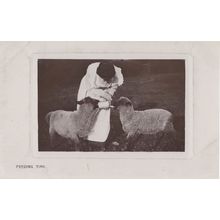 Bottle Feeding Time Lady Farming Sheep Old Real Photo Postcard