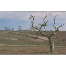 Puddletown Withered Tree Thomas Hardy Landscape Dorset Postcard