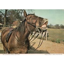 Northaw Laughing Horse Hertfordshire Postcard