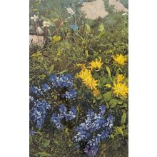 Anthyllis Alpestris Vintage Flower Postcard