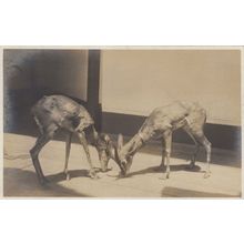 Bony Underfed Deers in Captivity Cruelty Animal Old Postcard