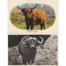 Monarch Of The Glen 2x Postcards incl Antique Real Photo