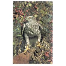 GOSHAWK, HAWK CONSERVANCY, WEYHILL, HAMPSHIRE unused postcard photo precision #
