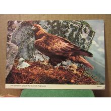 GOLDEN EAGLE, SCOTLAND used postcard 'Hail Caledonia' series 1975? pm =