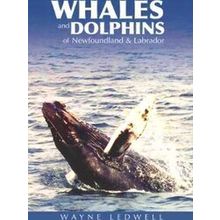 Whales Dolphins Of Newfoundland Labrador