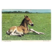 NEW FOREST FOAL. used vintage postcard by John Hinde 1977 postmark =