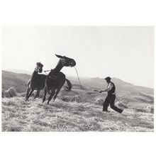 Gotthard Schuh Sicile Horse Lassoo Farmer Real Photo Postcard