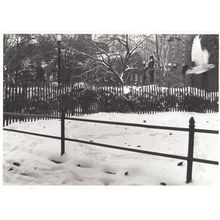 Jean Francois Guerry American Seagull In The Snow Photo Postcard