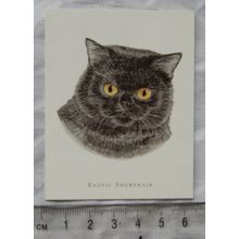 Golden Era card - Cats No. 11 Exotic Shorthair