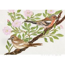 Chaffinches In Briar Hampshire Birds Women Institute Postcard