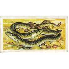 Freshwater Fish 1960 Brooke Bond Tea Card 38 - Sea Lamprey