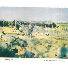 LAMBING-TIME, AVEBURY W.I. vintage postcard unposted WILTSHIRE W.I. =