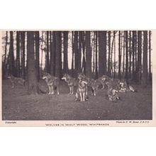 Wolf Wood Wolves at Whipsnade Zoo Old Postcard