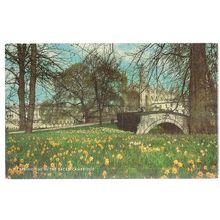 SPRINGTIME IN THE BACKS, CAMBRIDGE..... used vintage postcard 1972 postmark =