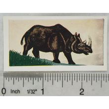 Neilson's Interesting Animals card No. 20 Black Rhinoceros