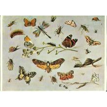 Art JAN VAN KESSEL Butterflies and Insects Postcard (Medici 1739)
