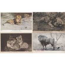 Lion Lions Family Of Subs African Monarch 4x Old Postcard s