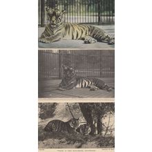 Tigers at Whipsnade Park New Enclosure 3x Old Postcard s