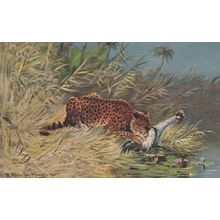 Tiger Cheetah Eating Bird Alive Blood Sports Painting Postcard