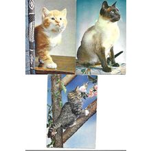 CATS Three Postcards (Dixon 131, 704, 1723)