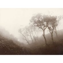 Whitby Trees in a Msty Valley Award Winning Victorian Photo Yorkshire Postcard