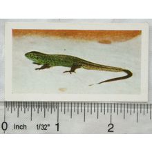 1960 Horniman's Tea card Pets No. 41 Sand Lizard