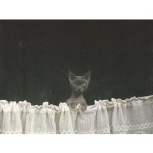 Siamese Kitten Peeping Over Curtains Postcard