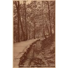 Whiteley Woods at Winter Sheffield Antique Postcard