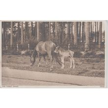 New Forest Ponies New Forest Hampshire Postcard (QHAM163)