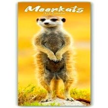 Meerkats Slim Calendar 2025 - Avonside Publishing