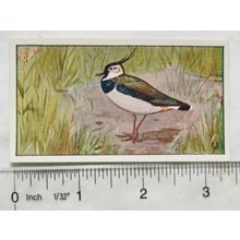 1920s Lente card No. 34 Kieviet, Peewit