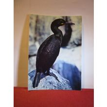 SHAG...sea/water bird unused vintage postcard by J Arthur Dixon =